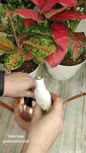 Мало кто знает, что Аглаонему выращивают только таким способом!