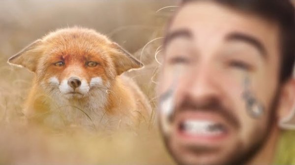 ЛИСА НЕ ПЛАЧЕТ