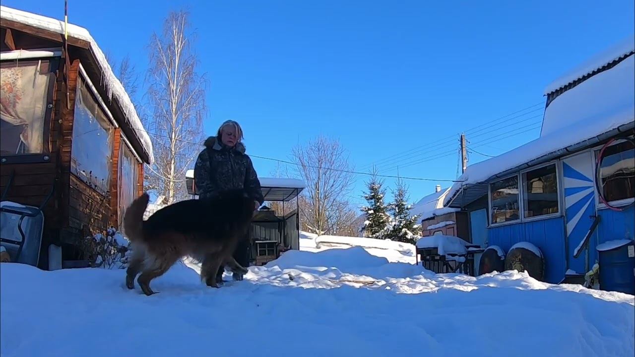 Новая игрушка для собак