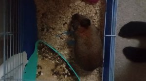 Питомец среднего брата