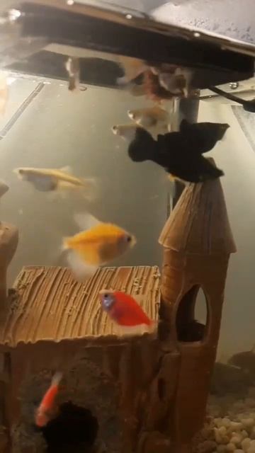 Рыбки кушают