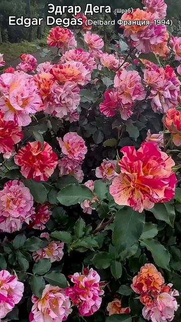 Роза Эдгара Дега (DELstrorange, DELstrisang)