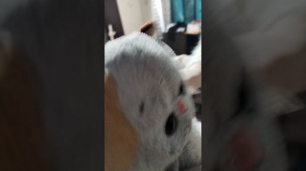 Басик Лили и их друг Гоша(пингвин)
https://t.me/cet_penguin басик и лили проснулись