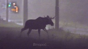 2025/10/30: Два лося-товарища в тумане переходят ул. Комсомольскую близ Зареченского леса вечером