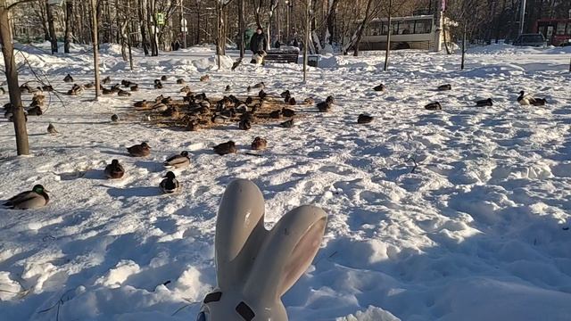 Кряквы мёрзнут ...