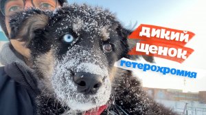 Забрал дикого бездомного щенка. Аномалия глаза.