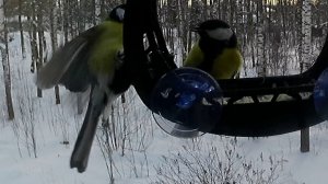 Синичьи бесилки