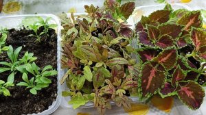 Колеусы. Укоренение. Самый лучший способ для меня.