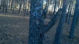 выживание в лесу ЧАСТЬ 57