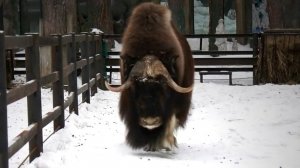 Овцебык по имени Пугачев заигрывает с молодыми сестренками.