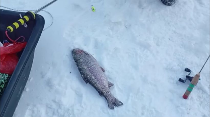 Поимки форели на актив. Рыбалка на спорт зоне. Клёвое место лосиный остров смотреть онлайн