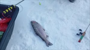 Поимки форели на актив. Рыбалка на спорт зоне. Клёвое место лосиный остров