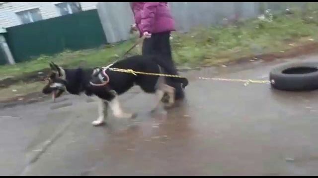 Физподготовка щенка