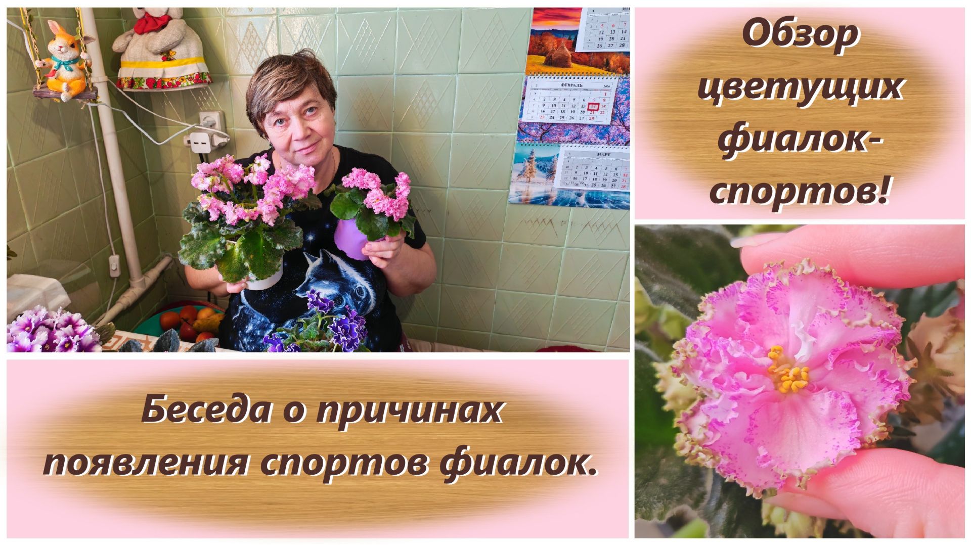 Обзор цветущих фиалок-спортов! Беседа о причинах появления спортов фиалок. смотреть онлайн