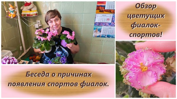 Обзор цветущих фиалок-спортов! Беседа о причинах появления спортов фиалок.