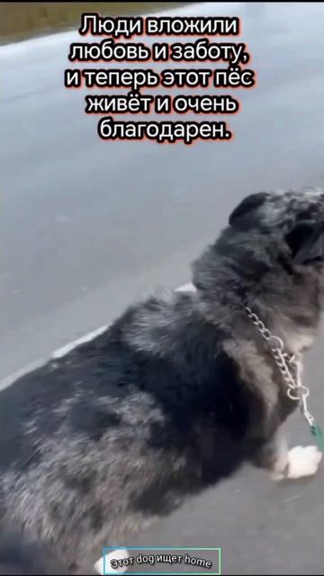 Создан для верной дружбы