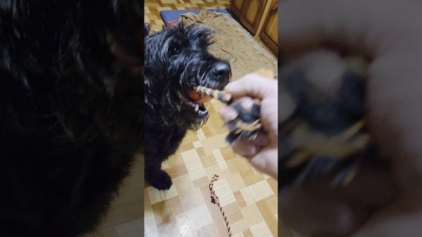 Играем с юняшкой в перетяжки, собака умничка