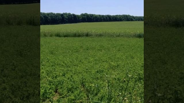 LUMINOTA. Симфония 1 хромосомы смотреть онлайн