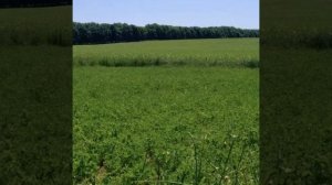 LUMINOTA. Симфония 1 хромосомы