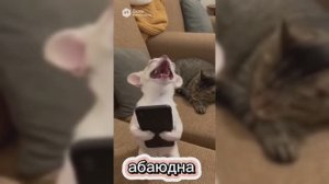 КОТИКИ ИИ прикол #видео #топ #детям #хайп #рутуб