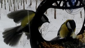 Синицы дербанят яичко