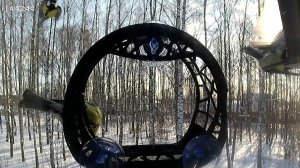 Птичьи будни