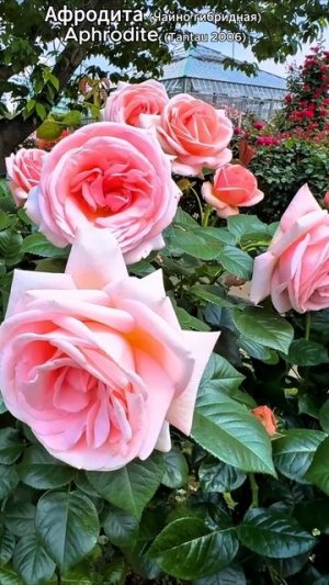 Роза Афродита — нежная богиня любви в полном цвету! 🌸