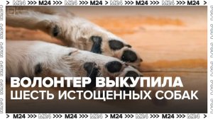 Волонтер выкупила шесть истощенных собак, которых нашли в запертой квартире в Москве - Москва 24