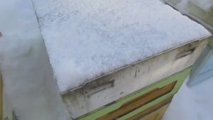 февраль, какая лучше зимняя подкормка для пчел Монтикола, сироп или канди, сравниваю, 17.02.2026