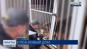 В Сочи Центр помощи животным спас овчарку и нашел ей новый дом