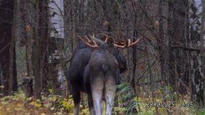 2025/10/28: Два лося-товарища сразу после "драки". Вслушиваются, осматриваются, думают: куда идти?