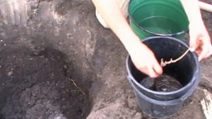 Как посадить виноград весной (посадка саженцев черенков винограда, как правильно сажать виноград)