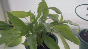 Спацифиллум  в плачевном состоянии.