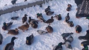 Ходили на речку кормить уточек