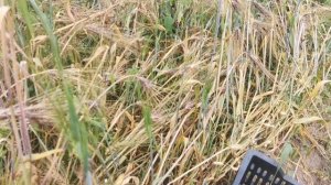 Ячмень Чёрный Тибетский Голозерный Пурпурная Долина - Purple Valley Barley