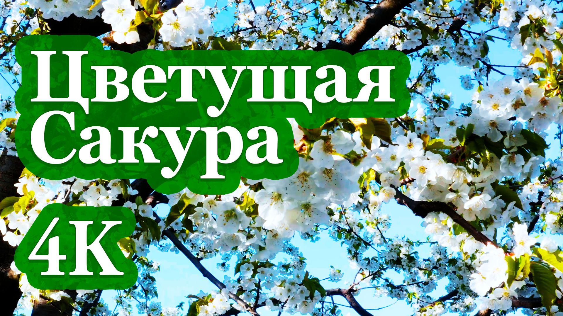 4K Цветущая Сакура | Восточная Музыка для Медитации и Расслабления 🌸🎶🌸