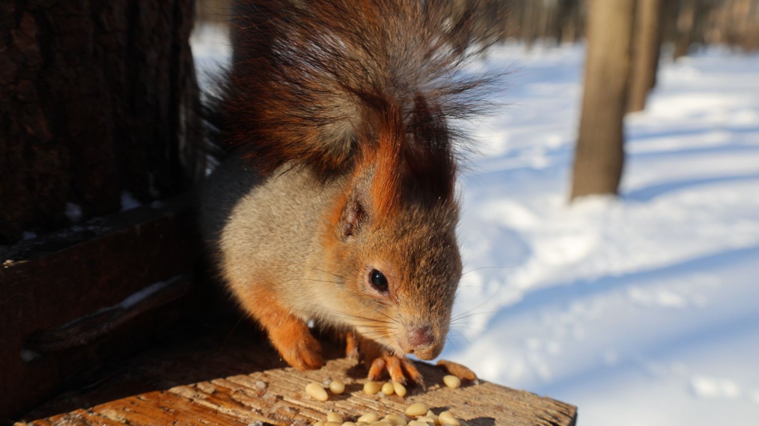 О белке с мозолью на носу. Зарисовка смотреть онлайн