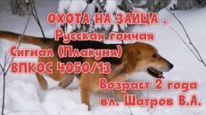 ОХОТА НА ЗАЙЦА .Русская гончая Сигнал (Плакуня) 4050/13 вл. Шатров В.А.#охотасгончей #топ #hunting