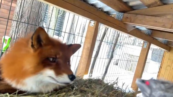 Лиса-Алиса. Новая игрушка у лиса Игниса