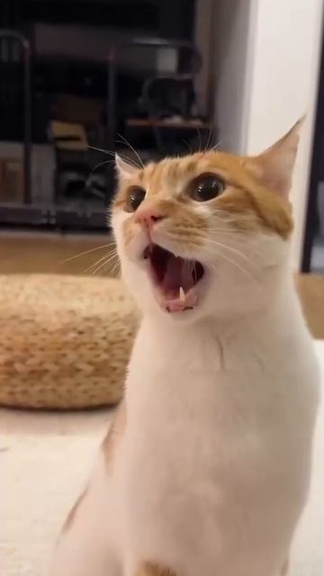 Боевой клич! смотреть онлайн