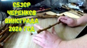 Обзор Черенков Винограда
