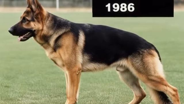 эволюция немецкой овчарки.mp4 смотреть онлайн