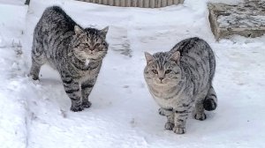 Февраль, а мартовские коты тут как тут!!!