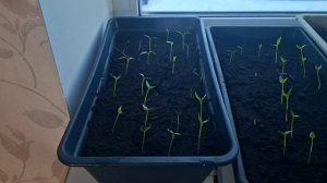 Моя рассада перца и сорта🫑🌶Ростки картофеля  в домашних условиях с сентября по февраль.