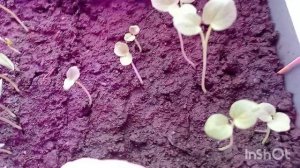 МОЙ МИНИ ОГОРОД . ОБЗОР ПО ВСХОЖЕСТИ. 17 ФЕВРАЛЯ