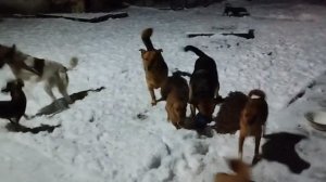 Контраст! Фото сделанные днём и вечером. Снова зима, а только всё так было хорошо. Подмёрзло, подсох