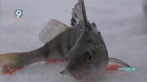 "Славянский лёд-2026": любители зимней рыбалки собрались на берегу старооскольского водохранилища