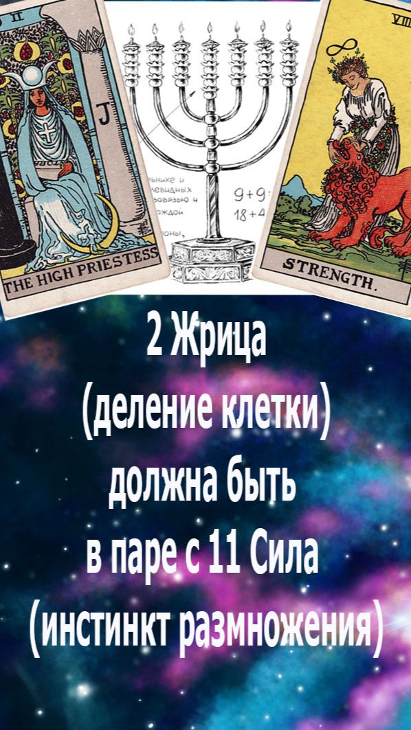 Таро: 2 Жрица (тайна деления клетки) идет  в паре с 11 Сила(инстинкт размножения). #таро#жизнь#