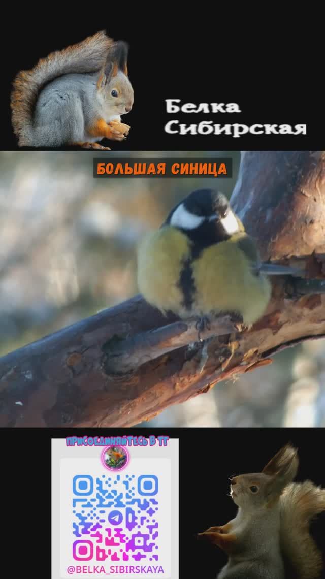 Большая синица замедленно