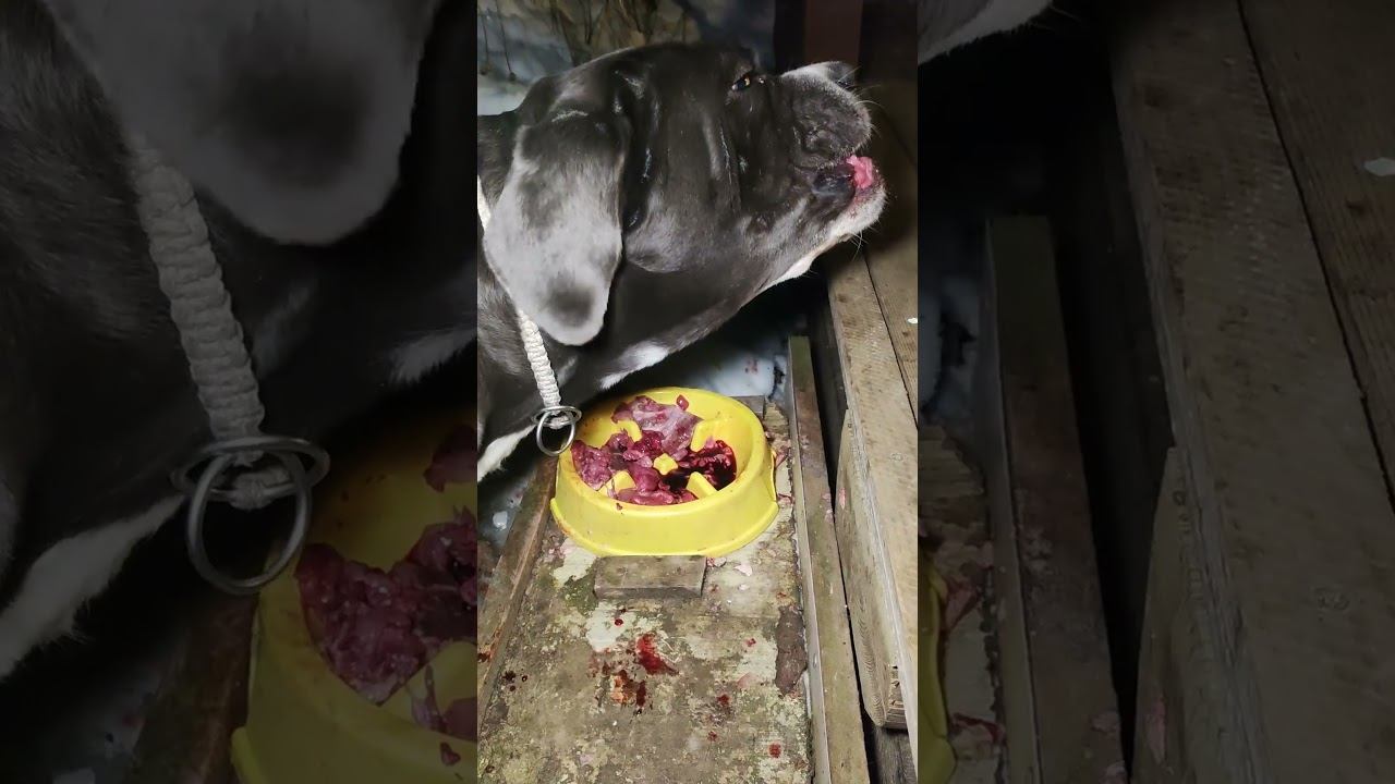 АгрЫсивная Мэри и сырое маско